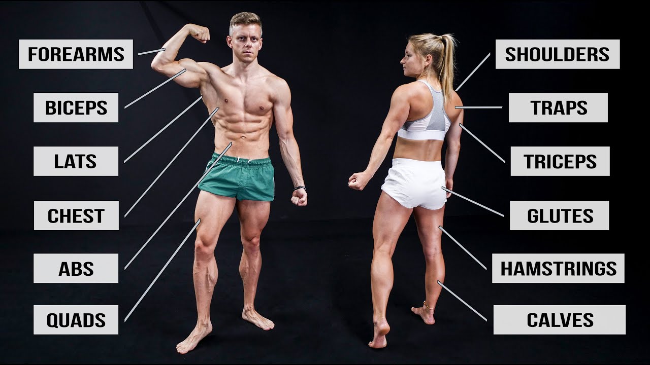 Muscles